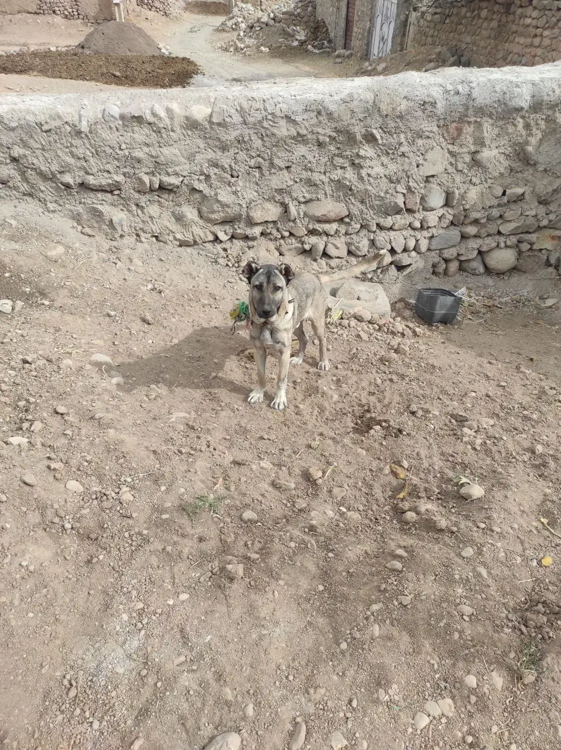 حیوانات|سگ|بستان آباد, |دیوار