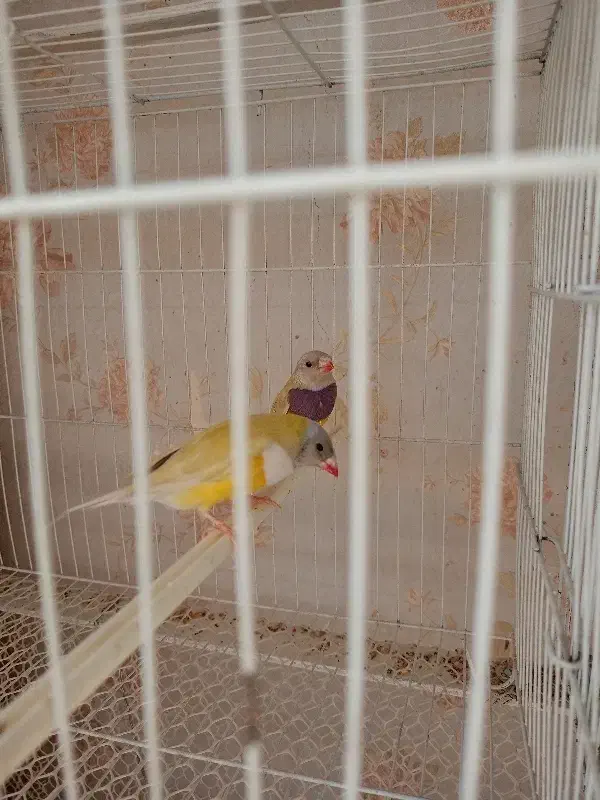 فنچ گلدین|پرنده|مشهد, کوی المهدی|دیوار