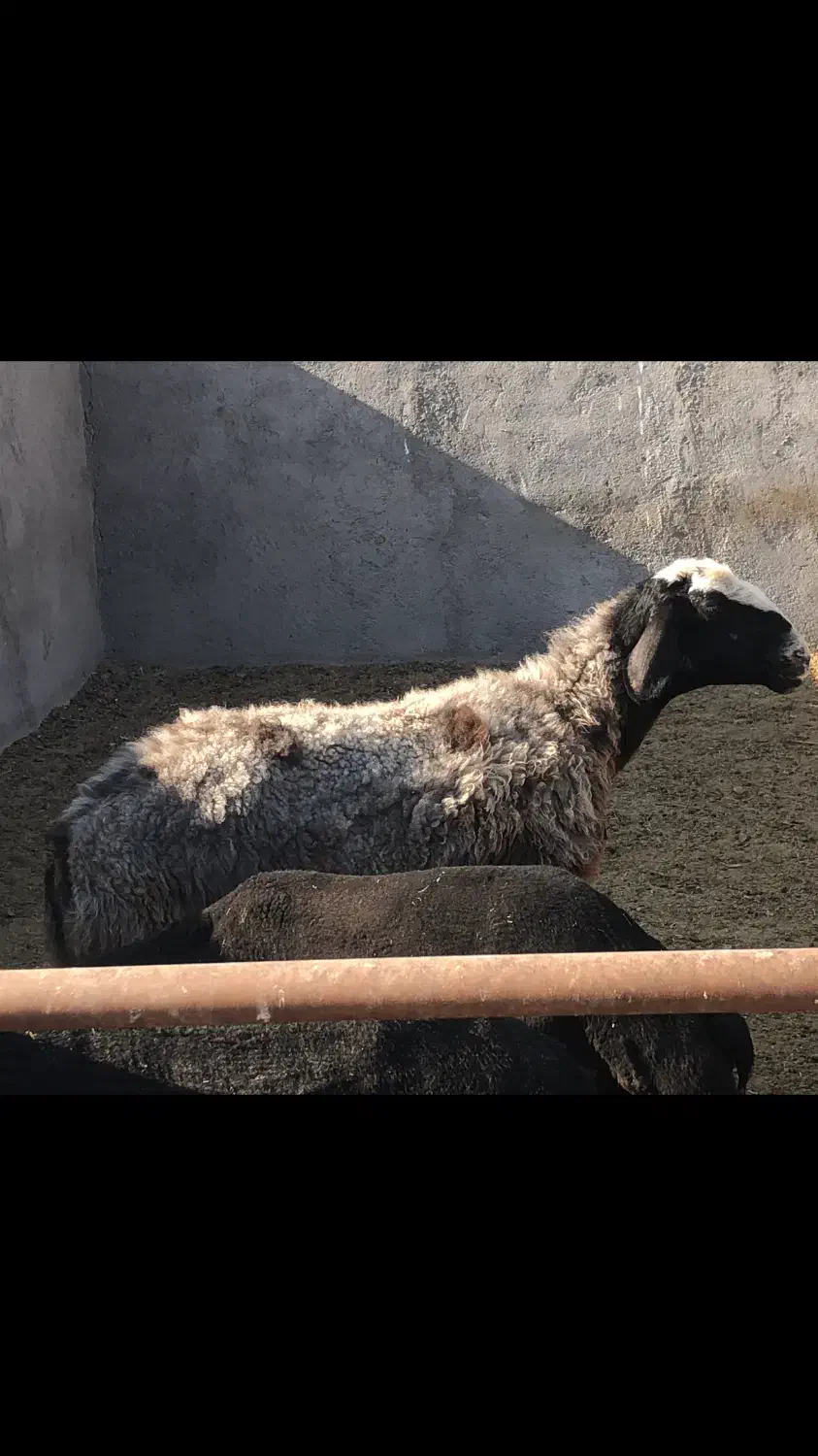 شیشک میش ابستن چالی(بره بزغاله)گوسفند|حیوانات مزرعه|جعفرآباد, |دیوار
