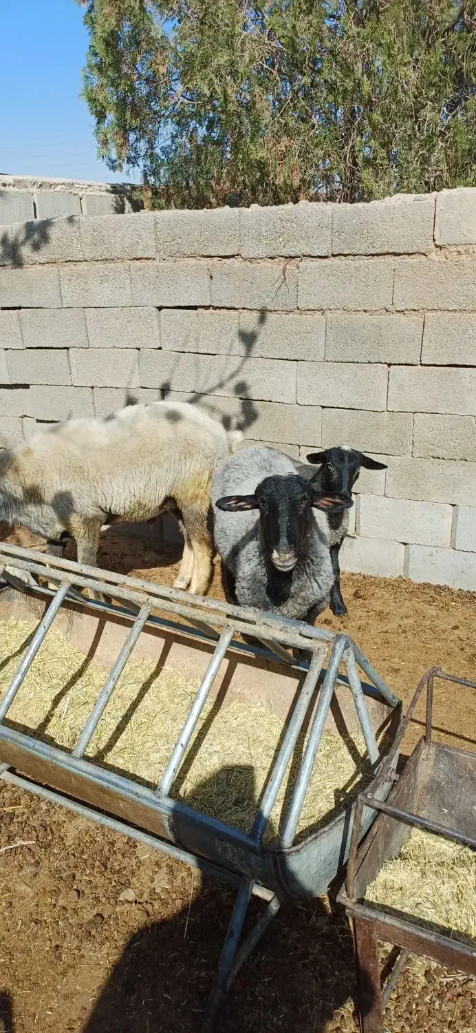 بز الپاین و میش رمانف|حیوانات مزرعه|تفت, |دیوار