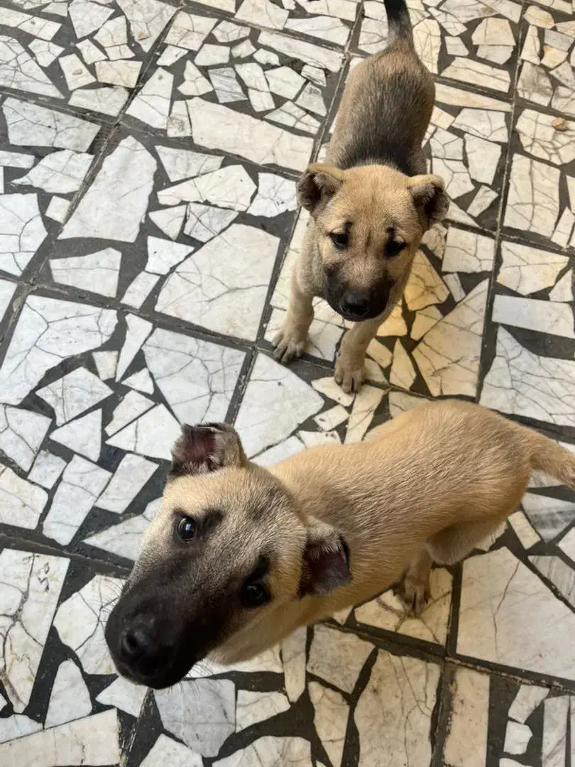 سگ سراب نر و ماده|سگ|رشت, فرزانه|دیوار