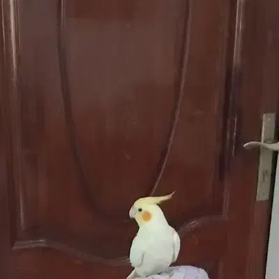 عروس هلندی|حیوانات|ساوه, |دیوار