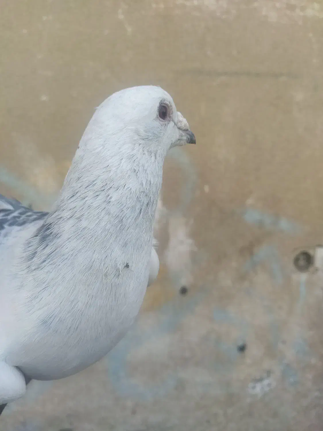 مینا شامی مگس تاختی|پرنده|زاهدان, |دیوار