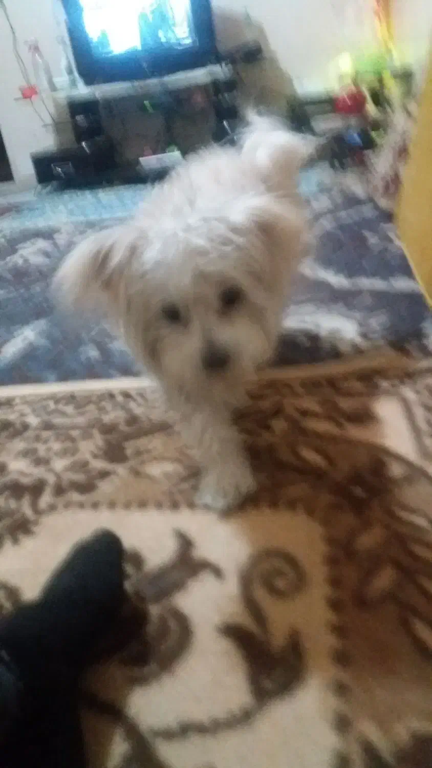 گمشده|حیوانات|تبریز, |دیوار