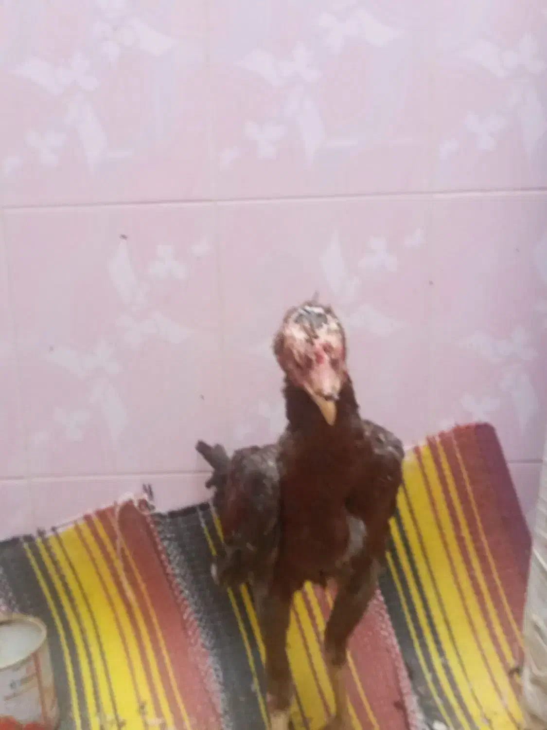 جوجه یا خروس لاری|حیوانات مزرعه|کلاله, |دیوار