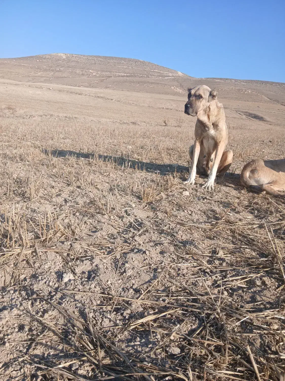 سگ ماده سرابی|سگ|اردبیل, |دیوار