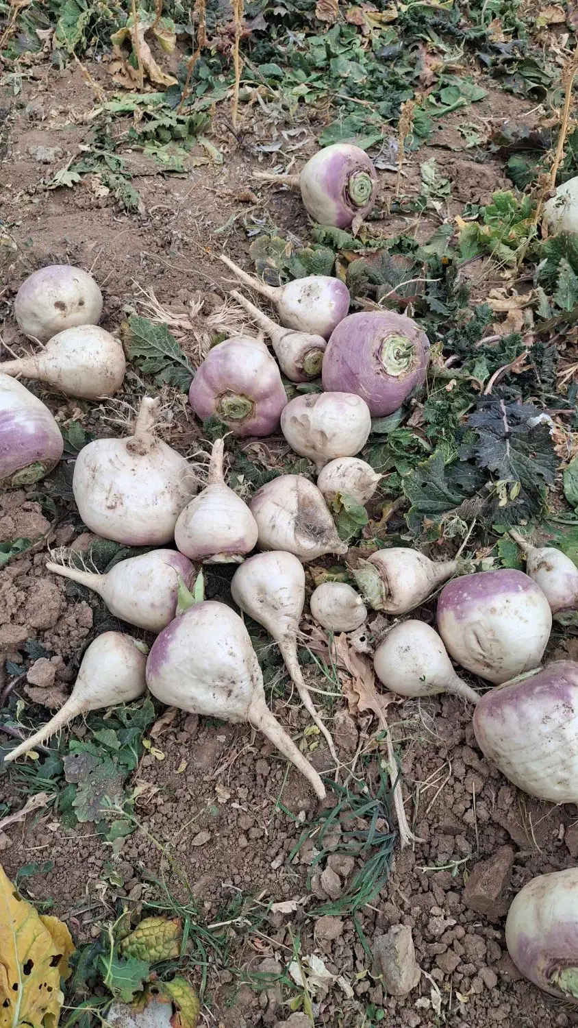 شلغم|خوردنی و آشامیدنی|سردرود, |دیوار