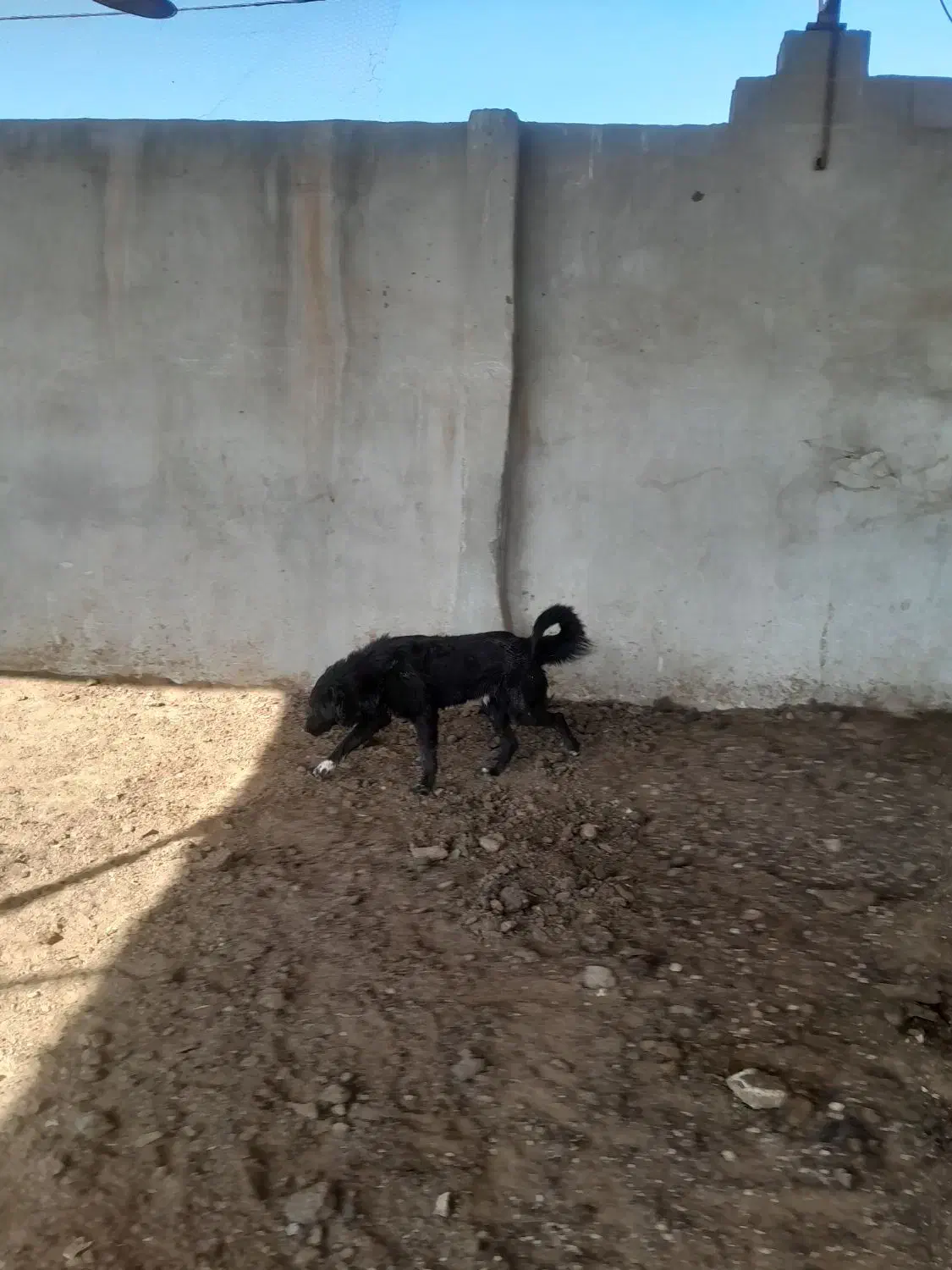 توله سگ|سگ|خمینیشهر, |دیوار