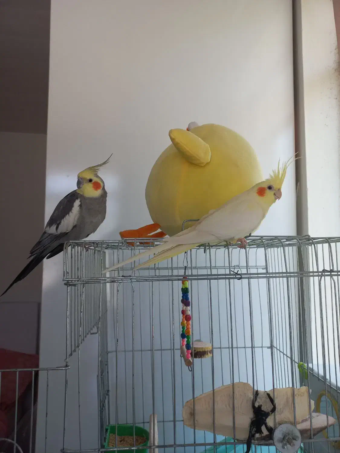 عروس هلندی لوتینو|پرنده|تنکابن, |دیوار