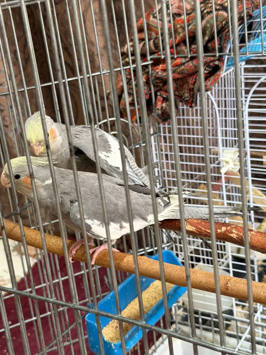 عروس هلندی|پرنده|بانه, |دیوار