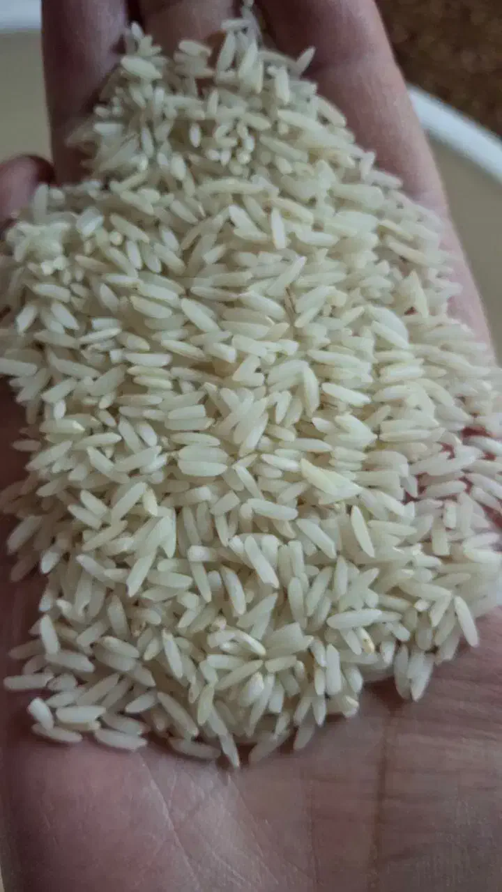 برنج هاشمی|خوردنی و آشامیدنی|رشت, شهریاران|دیوار