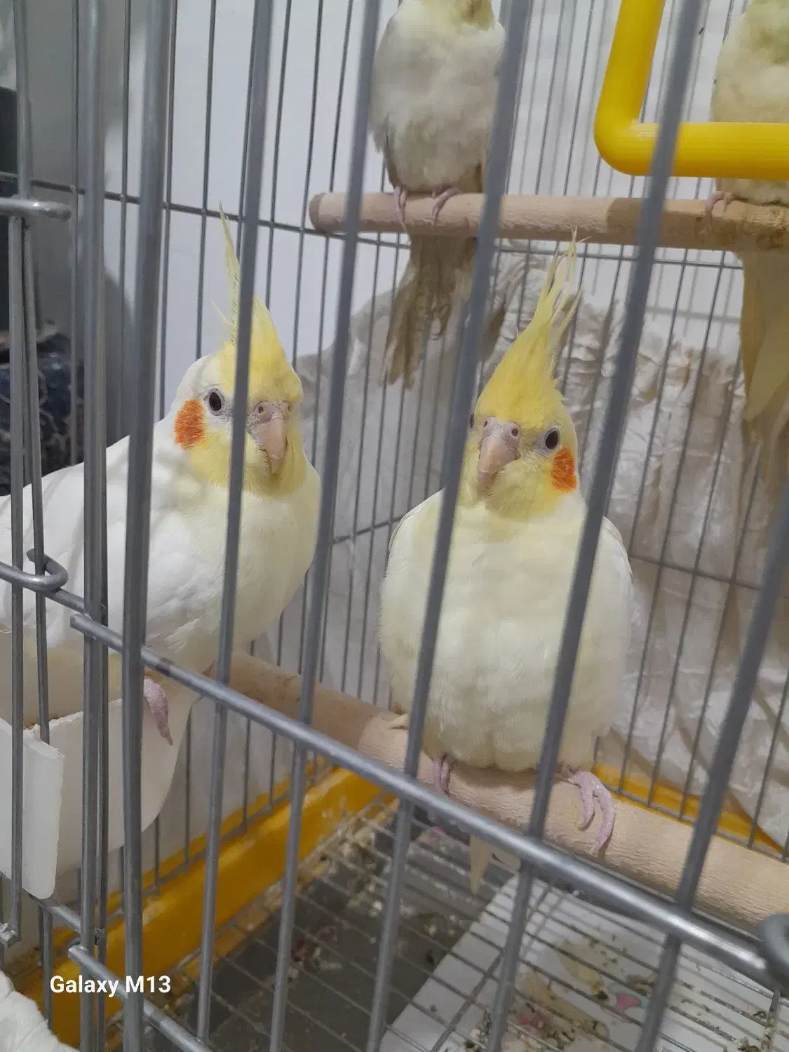 عروس هلندی|پرنده|بروجرد, |دیوار