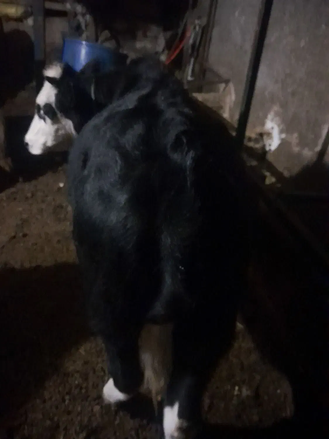 گوساله سیمنتال ماده چاق چاق|حیوانات مزرعه|ورزقان, |دیوار