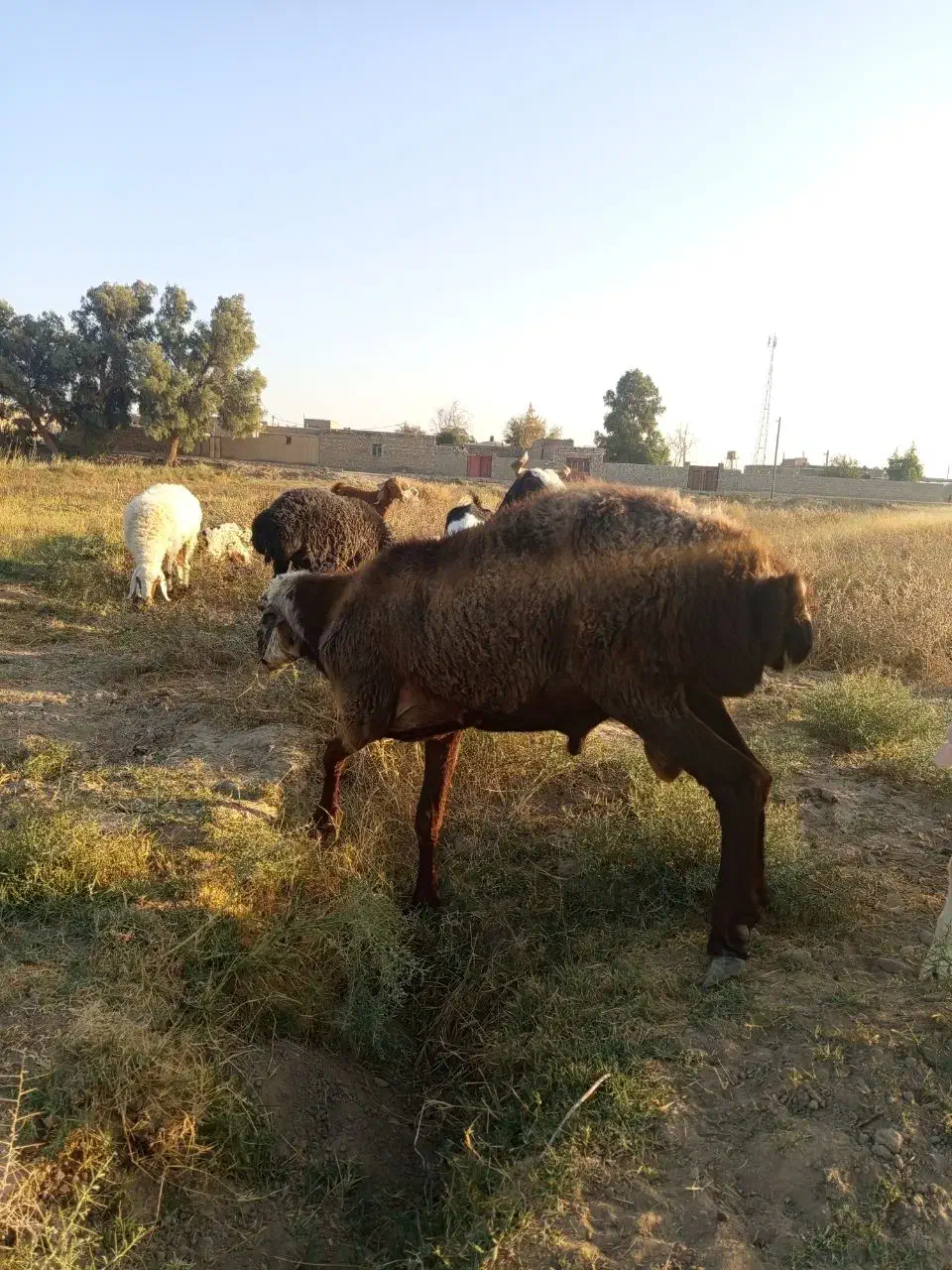 قوچ افشاری|حیوانات مزرعه|جزنیک, |دیوار