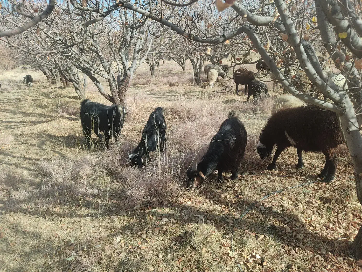 فروش بز و پازن|حیوانات مزرعه|پادنا علیا, |دیوار