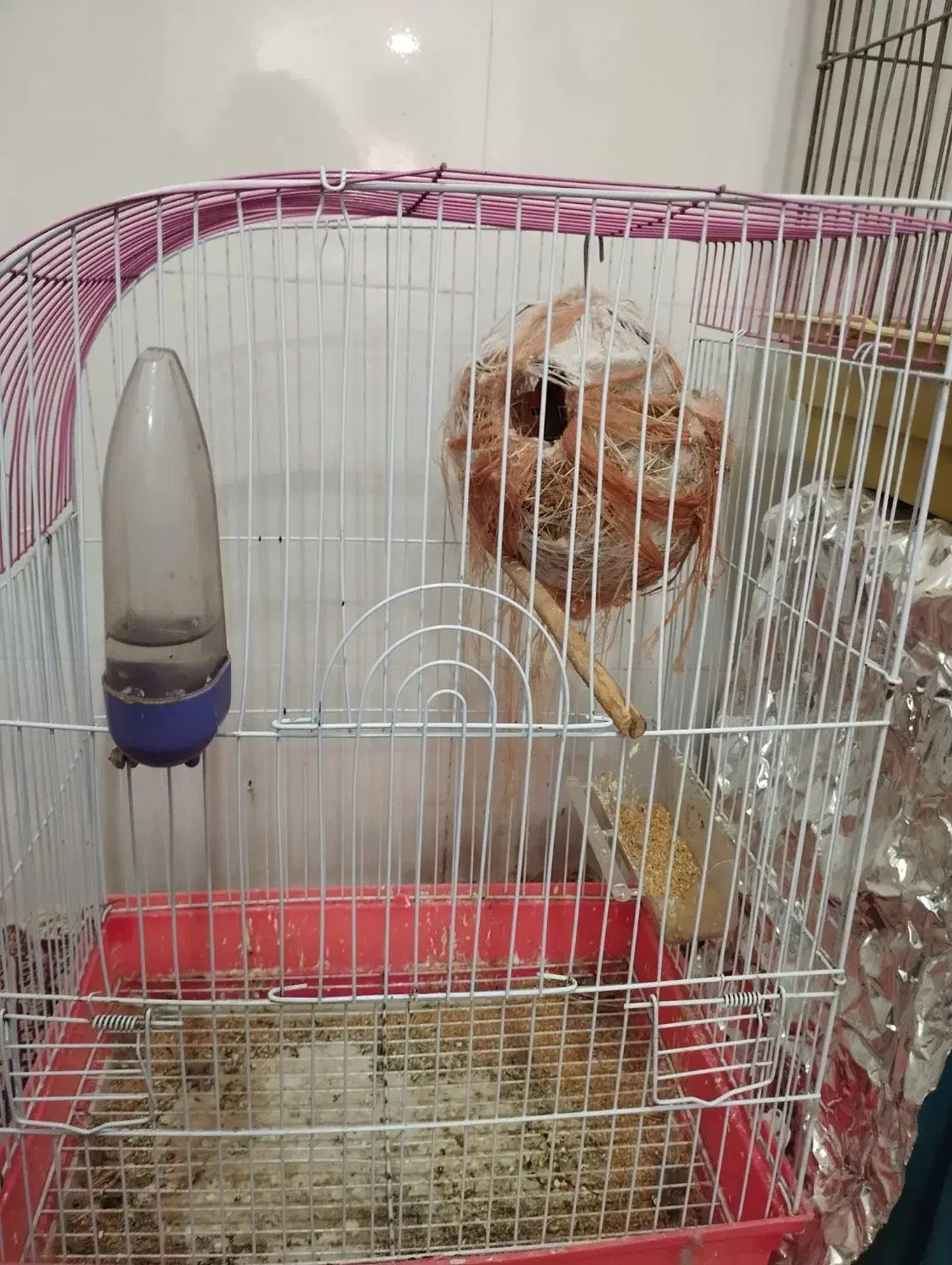 طوطی برزیلی مولد|پرنده|لامرد, |دیوار