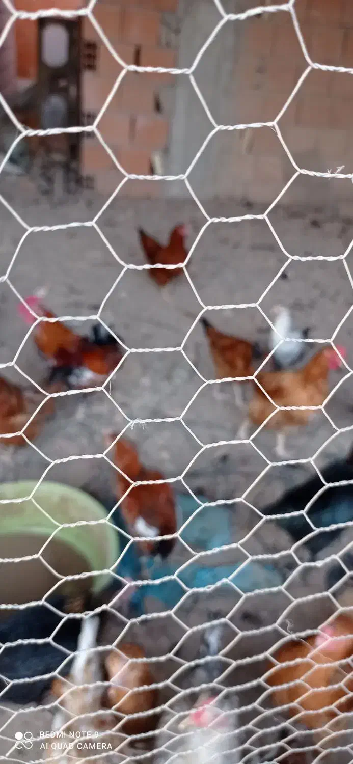 مرغ و خروس گلین ومحلی|حیوانات مزرعه|نکا, |دیوار