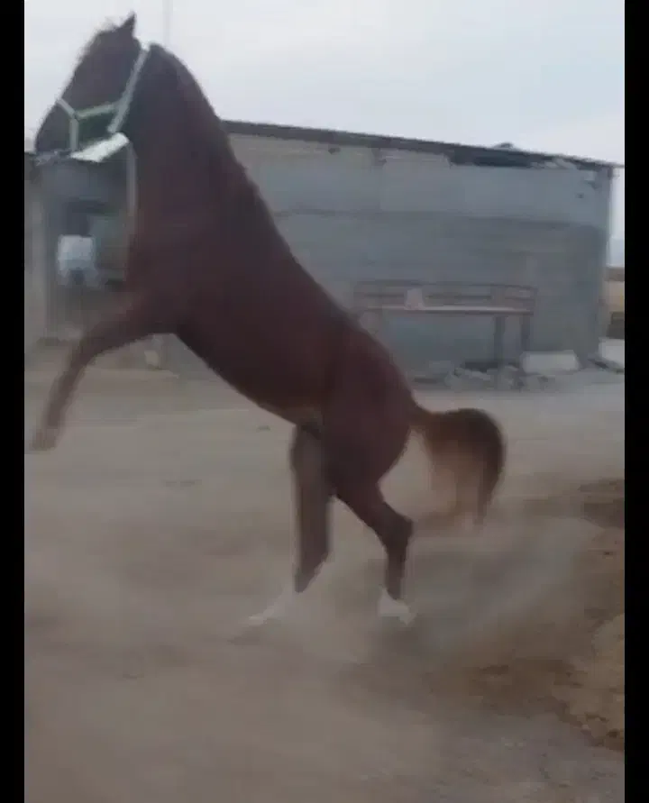 اسب کرد دره شوری اصیل...|اسب و تجهیزات اسبسواری|جهرم, |دیوار