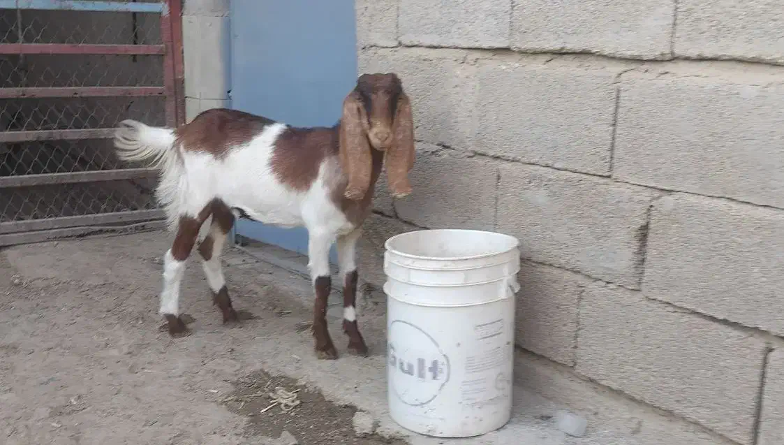 بز نر وماده|حیوانات مزرعه|بندر ماهشهر, |دیوار