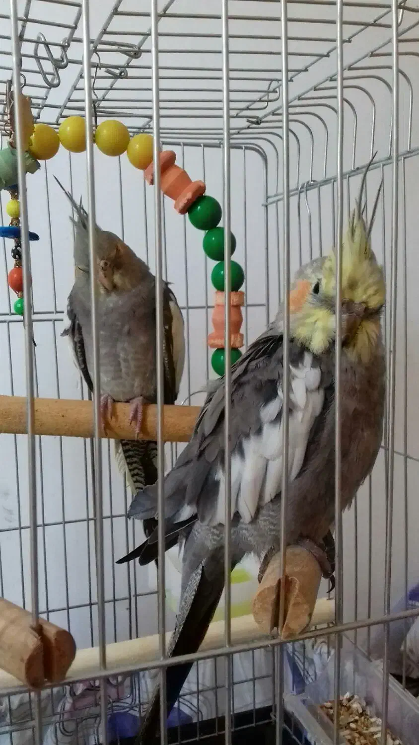 هر دو گمشده در شهر هشتپر روستای سوراپشت|حیوانات|تالش, هشتپر|دیوار