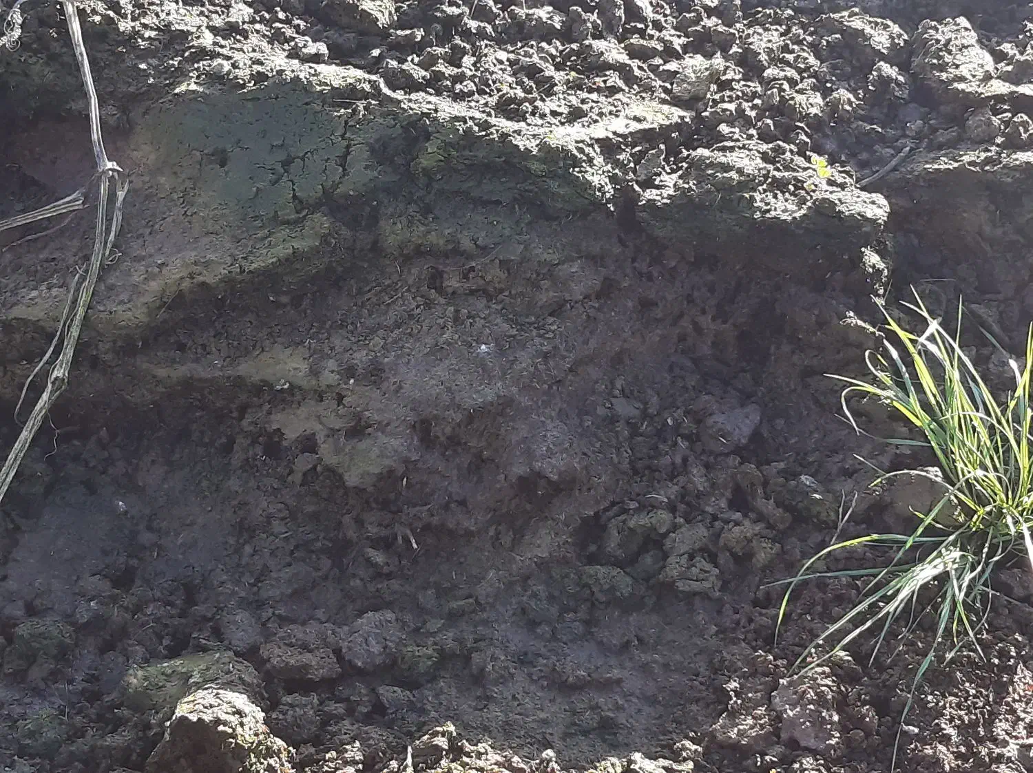 کود خشک گاو|خدمات باغبانی و درختکاری|رودبنه, |دیوار