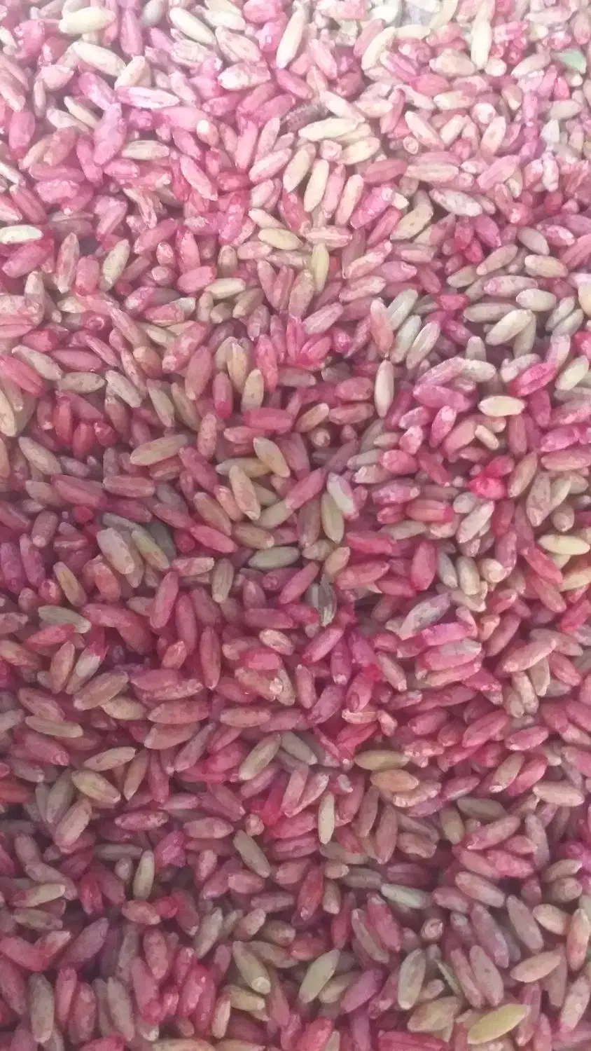 بذرگندم‌ دیم‌ وابی|عمده‌فروشی|بوئین و میاندشت, |دیوار