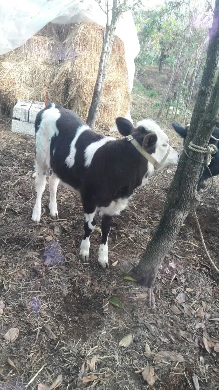 گاو شیری حامله با گوساله|حیوانات مزرعه|شاندرمن, |دیوار