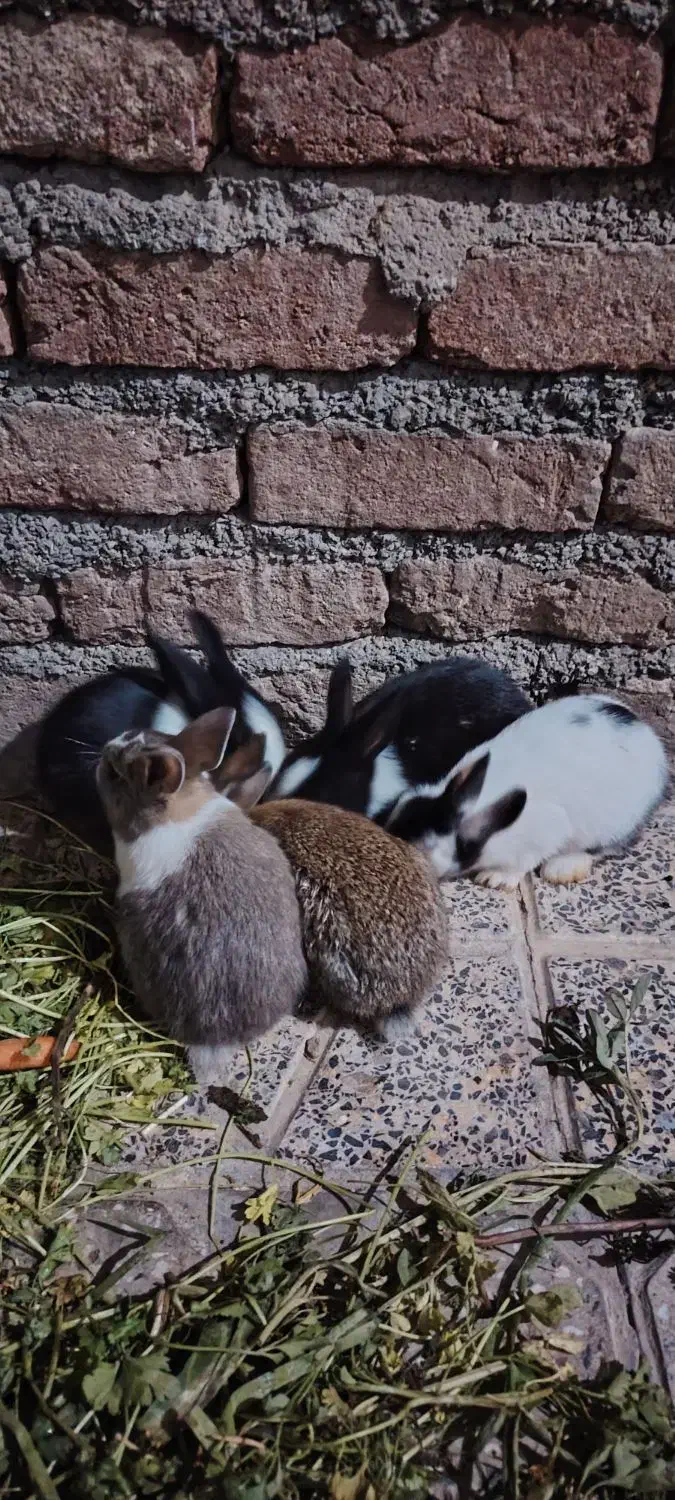 فروش خرگوش|موش و خرگوش|مریوان, |دیوار