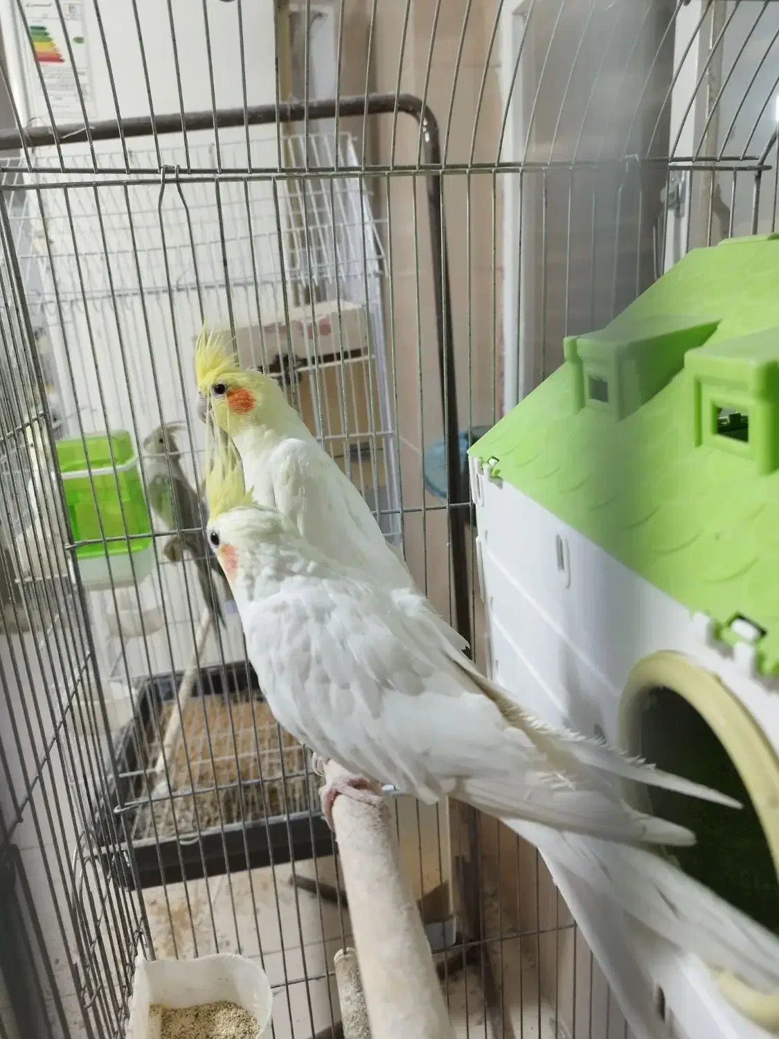 عروس هلندی|پرنده|صدرا-فارس, فاز ۱|دیوار