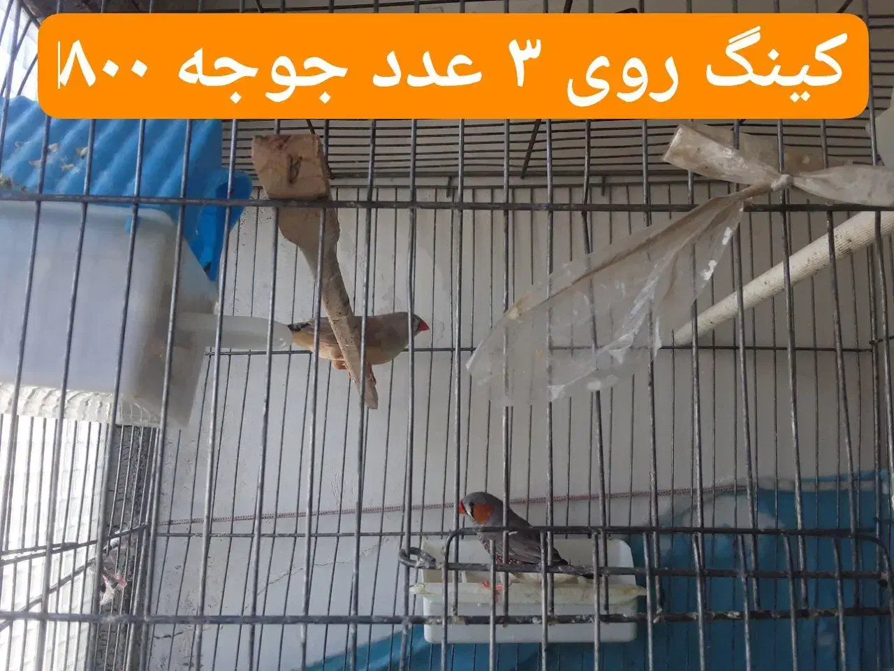 فنج مولد روی تخم و جوجه|پرنده|قزوین, |دیوار