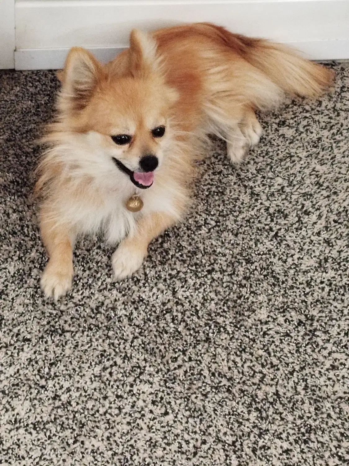 سگ پامر|سگ|دزفول, |دیوار