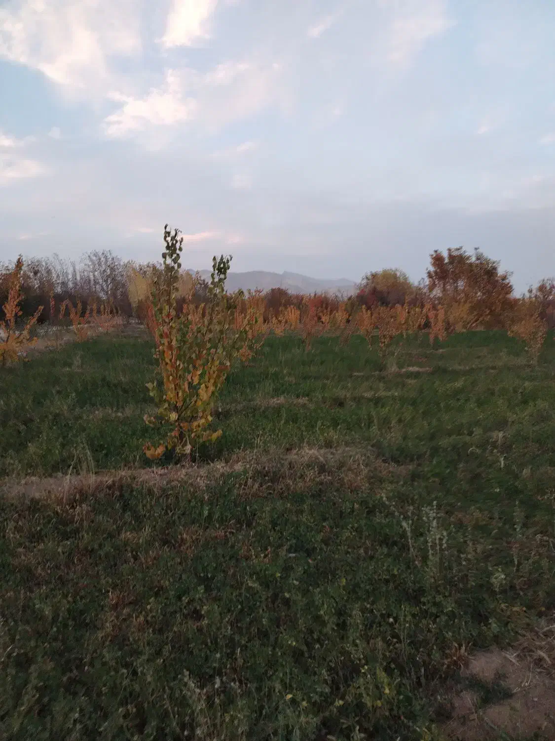 باغ زردالو|فروش دفتر صنعتی، کشاورزی، تجاری|نوشین شهر, |دیوار