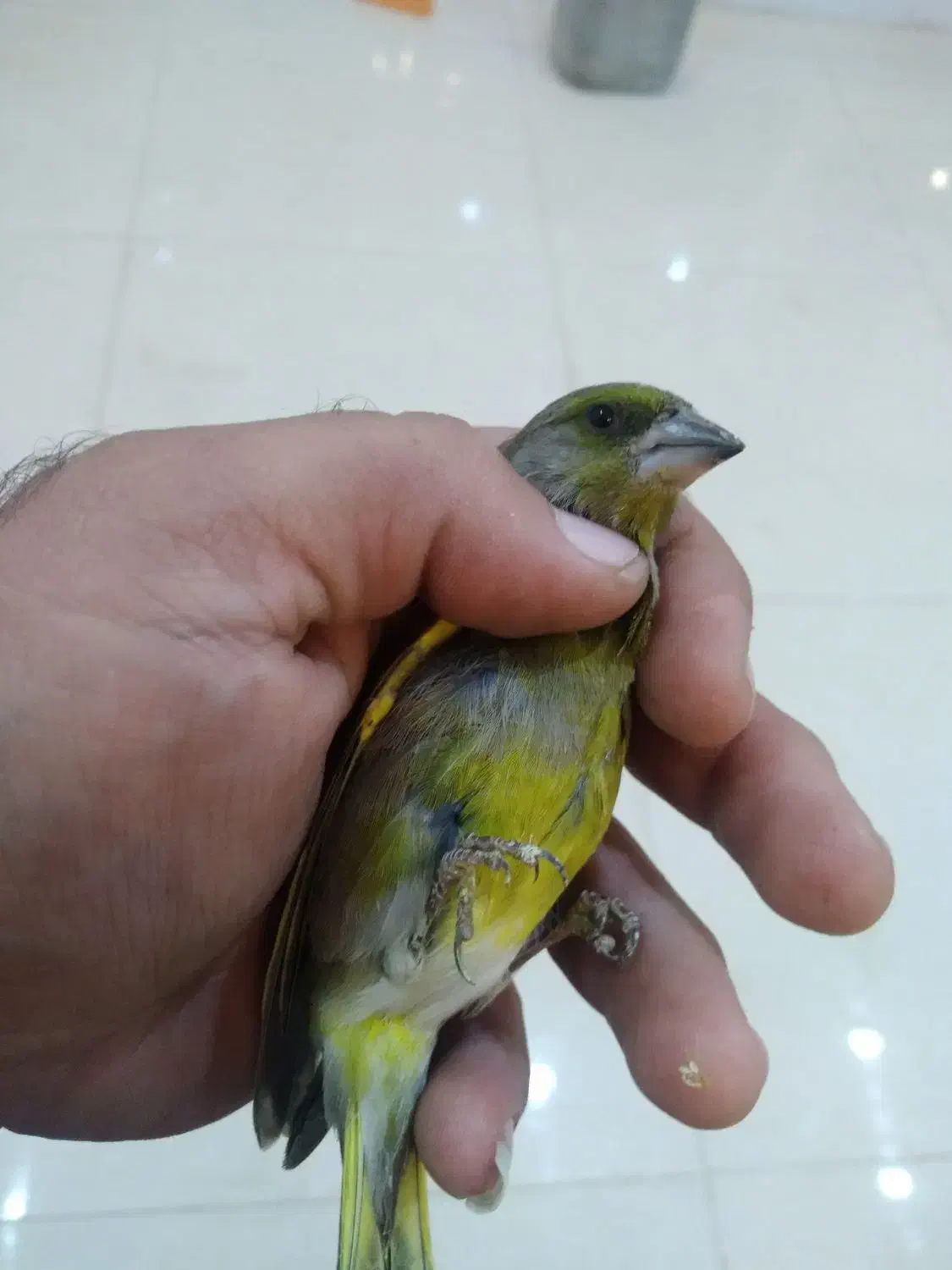 سهره سبز|پرنده|بجنورد, |دیوار