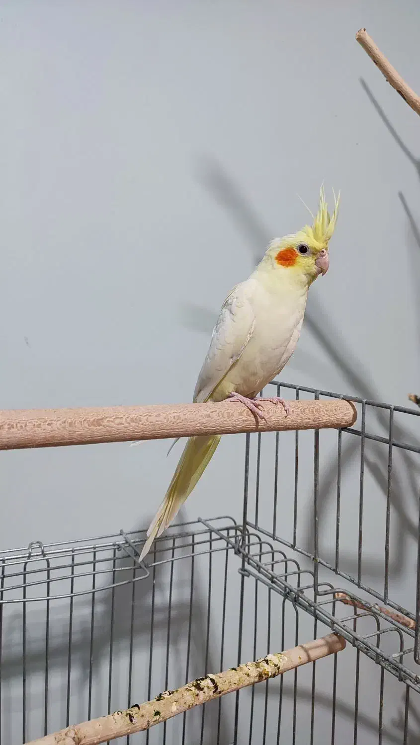 عروس هلندی دوماه،دون خور|پرنده|پردیس, فاز ۴|دیوار