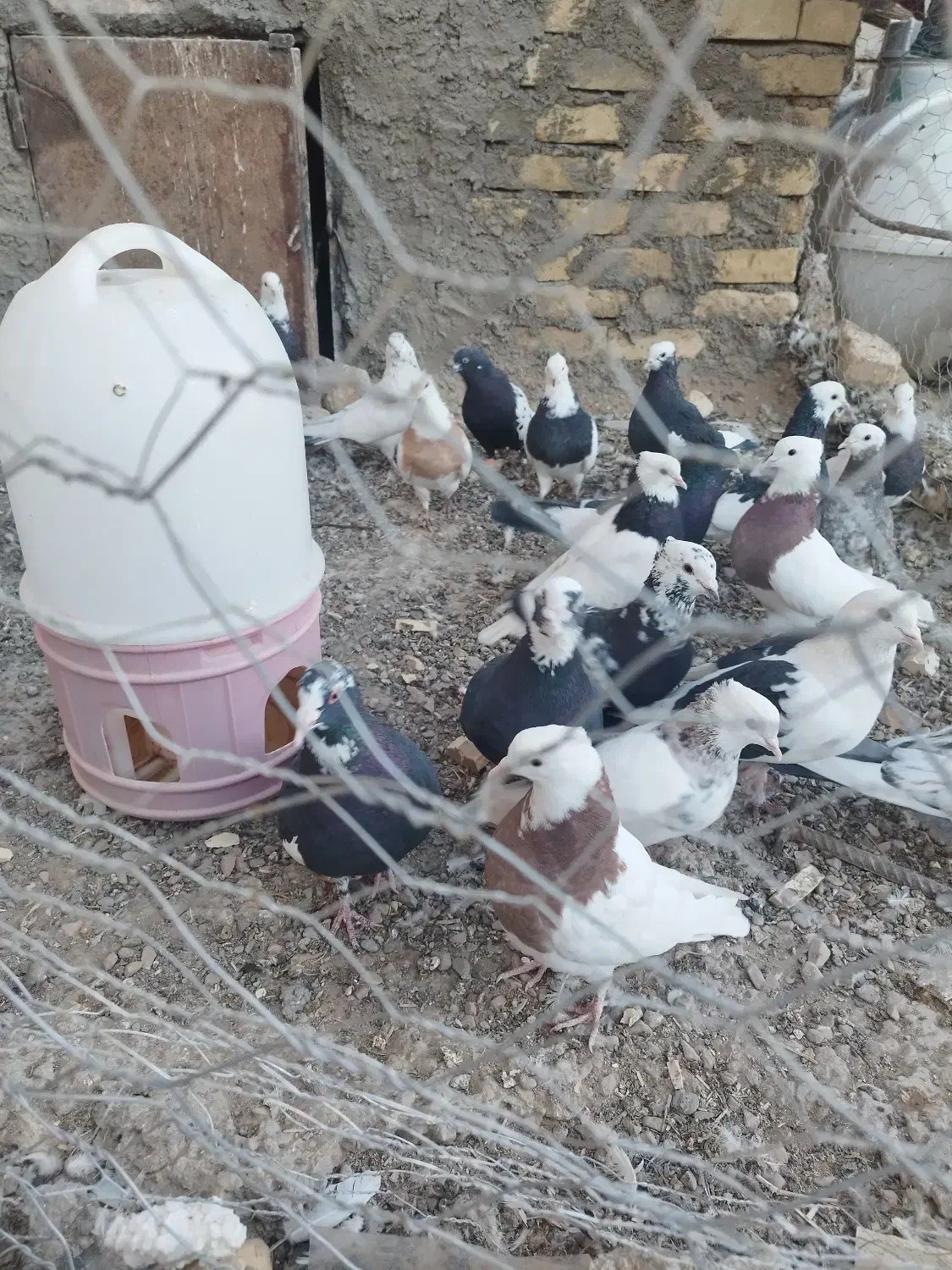 کفترفورشی کوهبنان|پرنده|کوهبنان, |دیوار