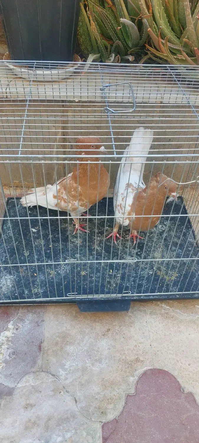 یه جفت کله زرد|پرنده|شیراز, شهرک زینبیه|دیوار