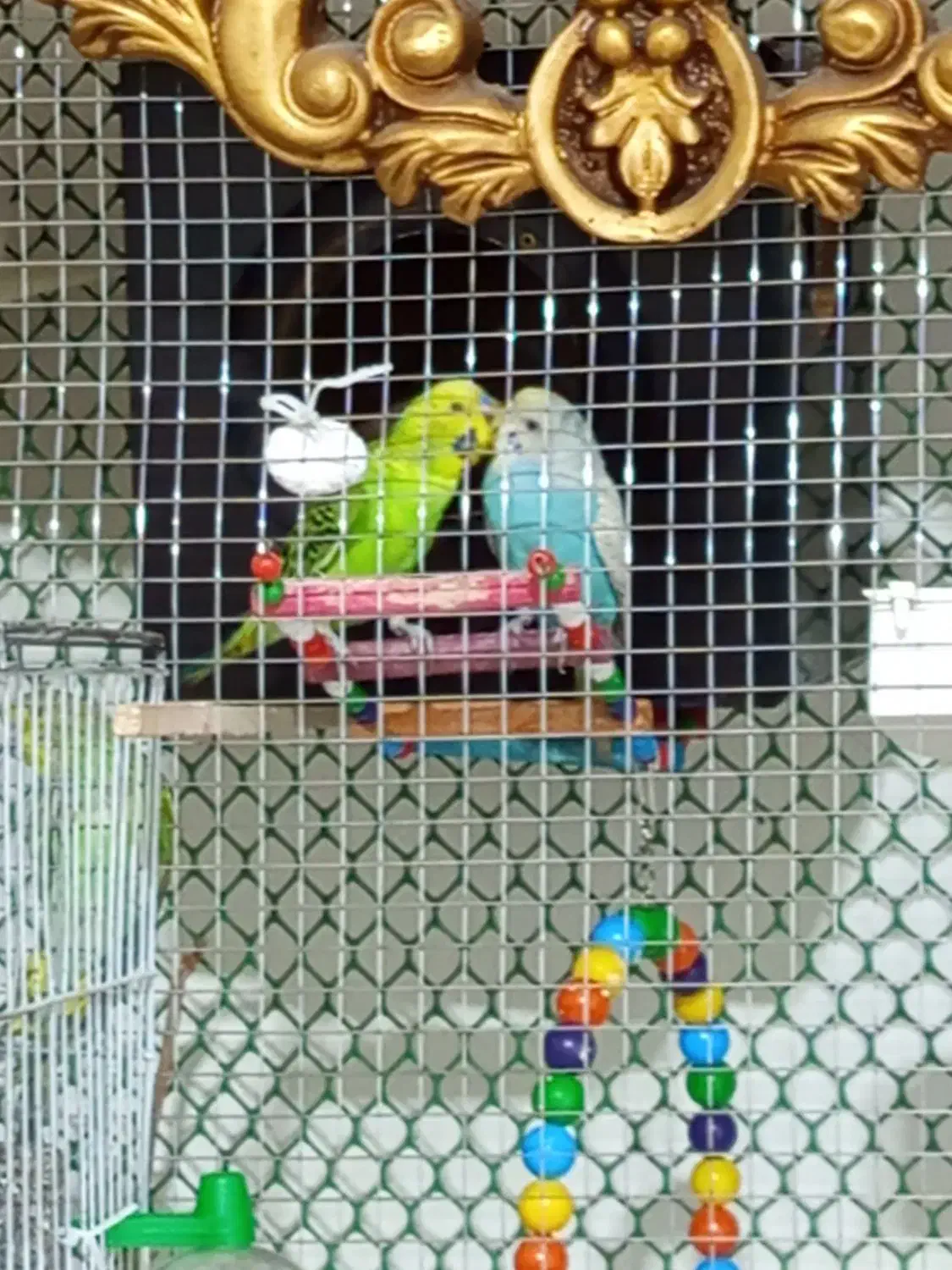 ی جفت مرغ عشق|پرنده|خوی, |دیوار