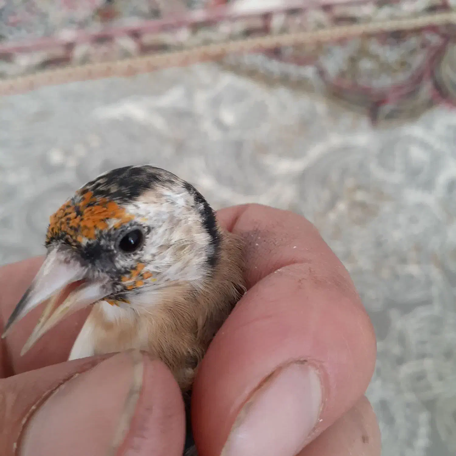 جوجه سهره و۲عدد قناری ماده|پرنده|سنندج, |دیوار