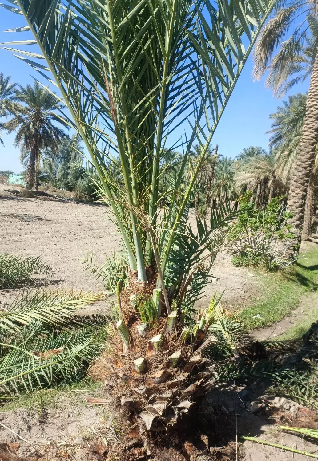 فروش انواعی نخل های خرما تا تنه ۳متر|خدمات باغبانی و درختکاری|رفسنجان, |دیوار