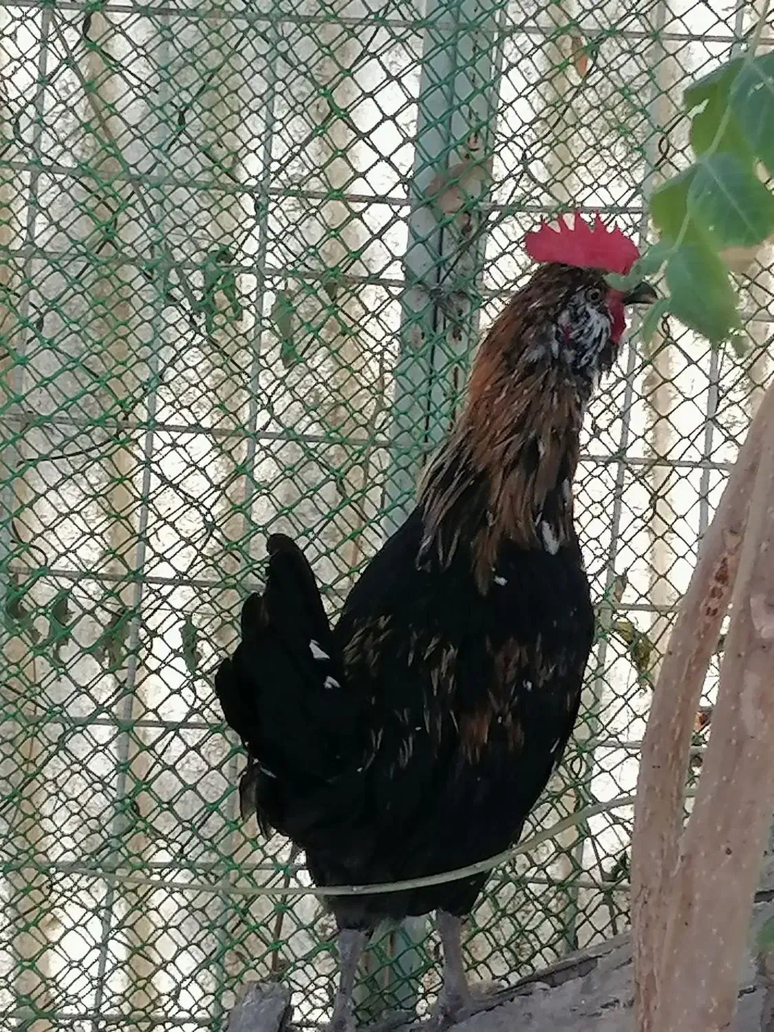 جوجه خروس گلین 3 ماهه زیر مرغی|حیوانات مزرعه|کرج, شهرک ظفر|دیوار