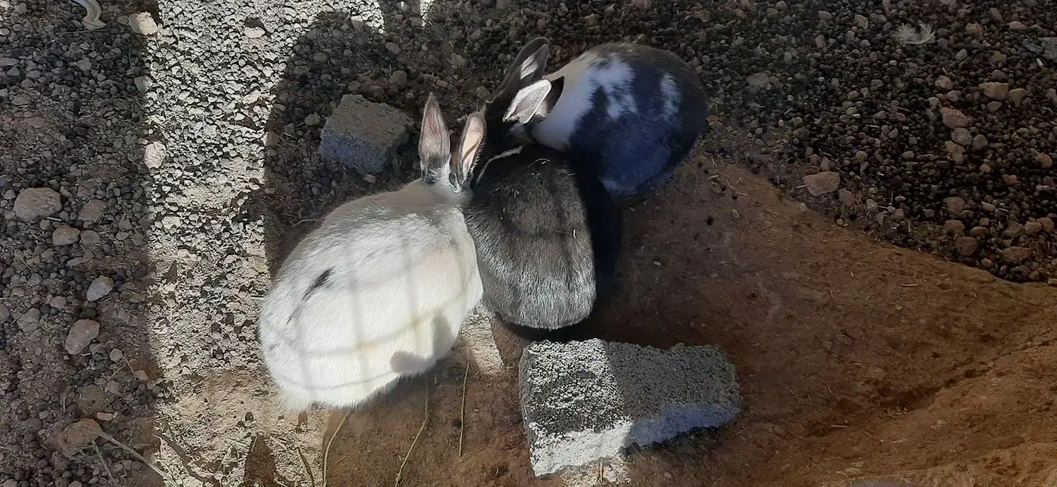 خرگوش|موش و خرگوش|لنجان, |دیوار