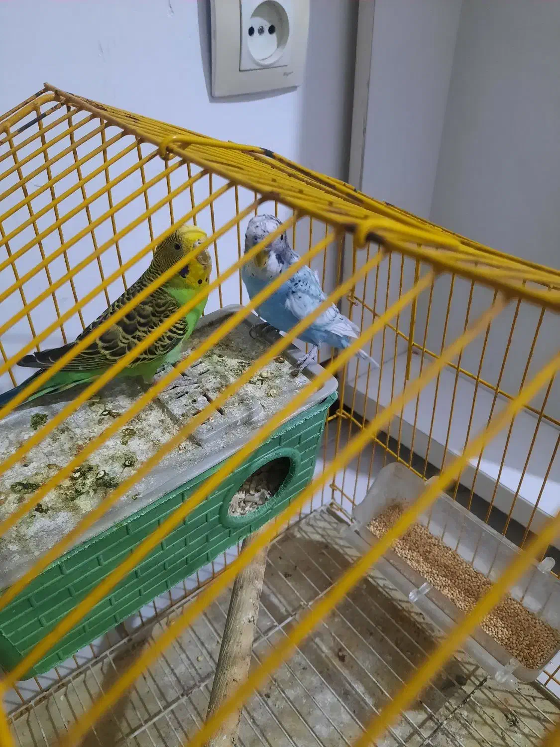 پرنده|پرنده|مشکیندشت, |دیوار