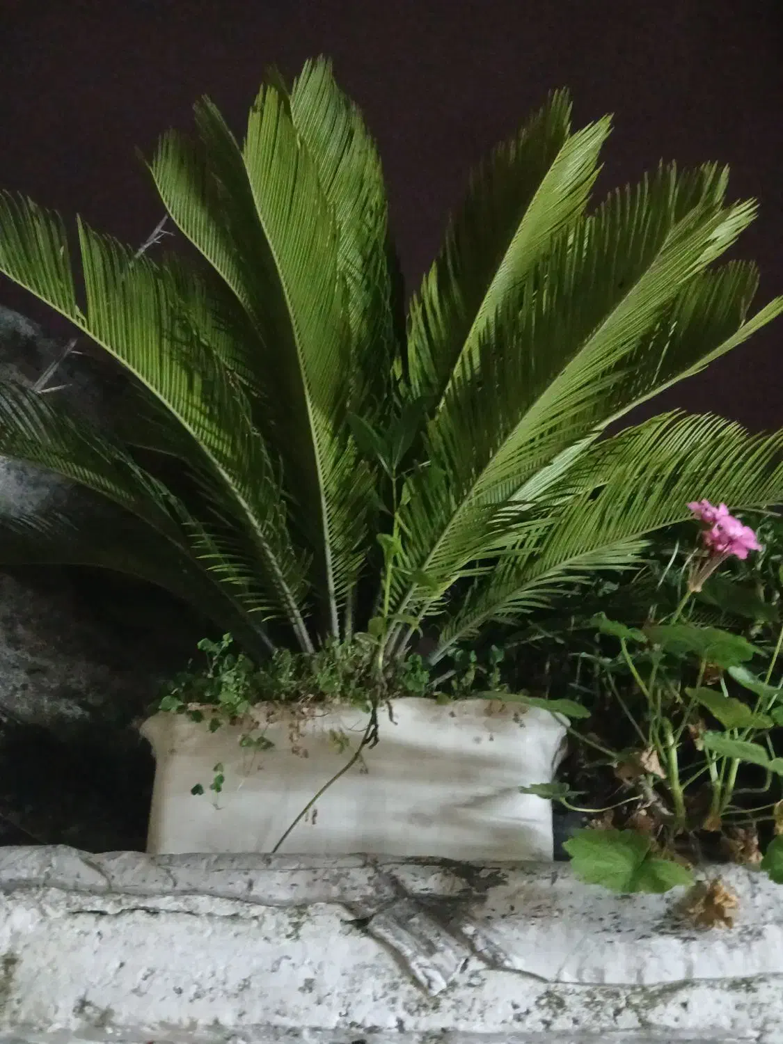 با سلام یک عدد سیکاس جوان بفروش میرسد|گل و گیاه طبیعی|رشت, آزادگان|دیوار