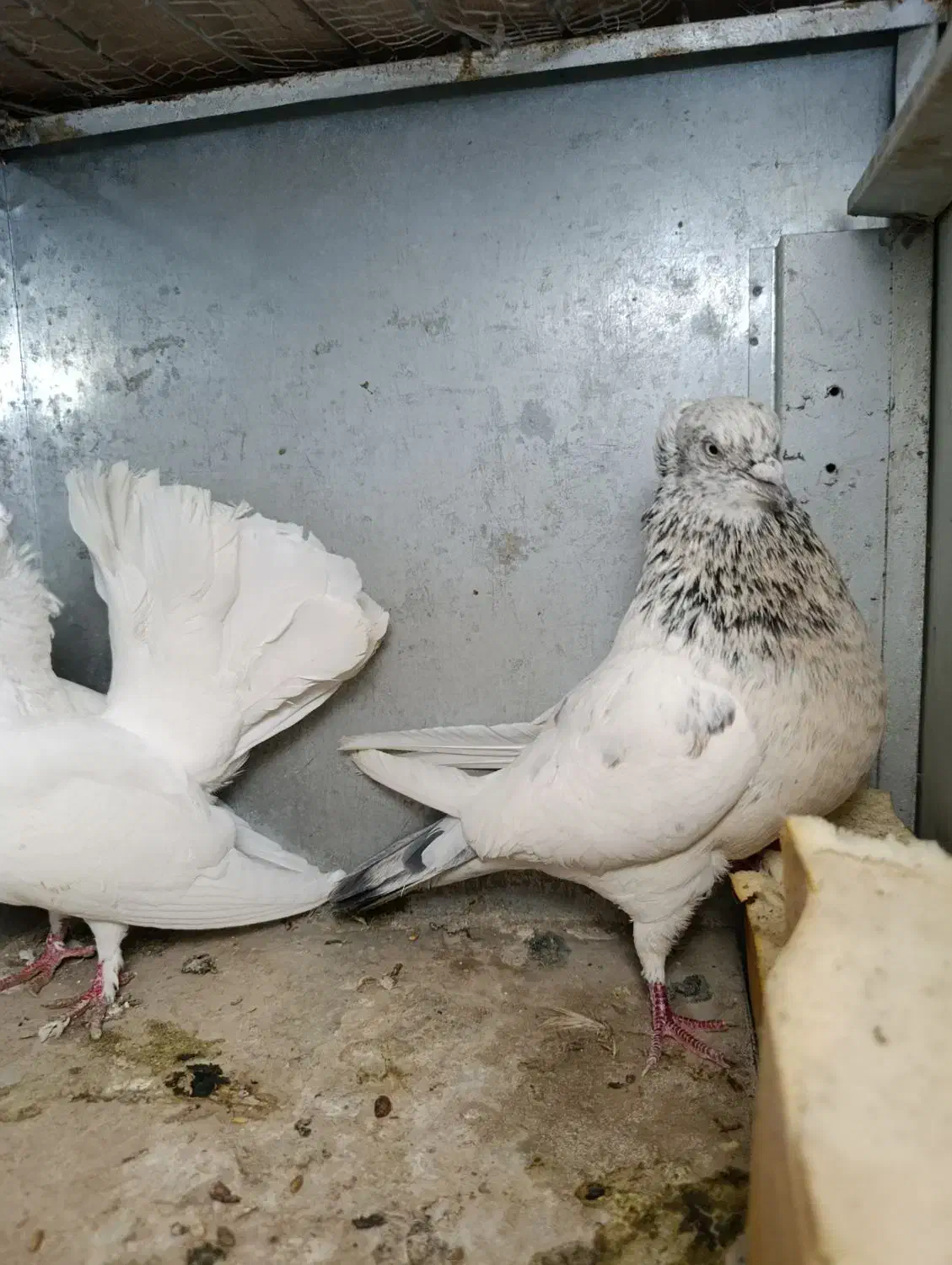 کبوتر رنگی|پرنده|خرمشهر, |دیوار