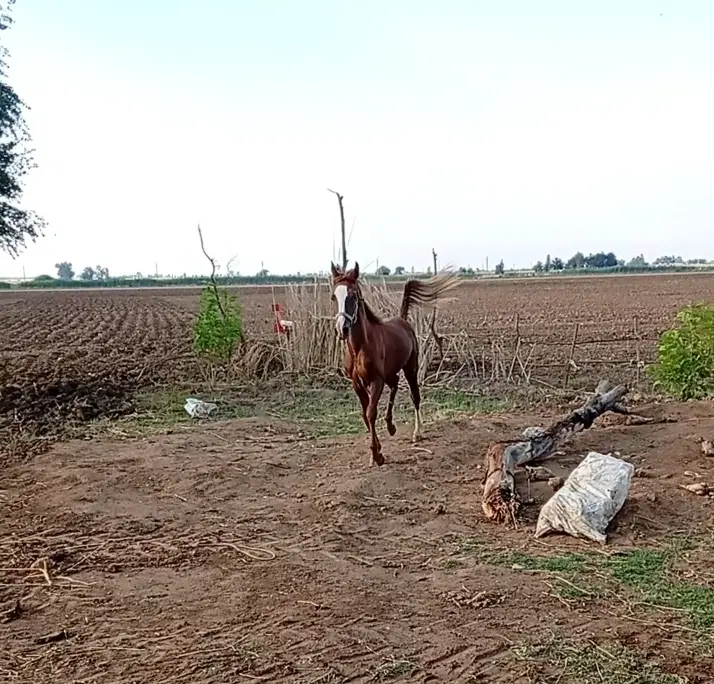 اسب|اسب و تجهیزات اسب‌سواری|کرخه, |دیوار