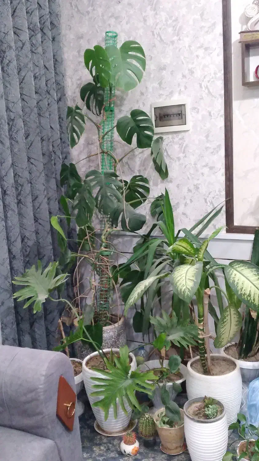 گل اپارتمانی|گل و گیاه طبیعی|فلاورجان, |دیوار