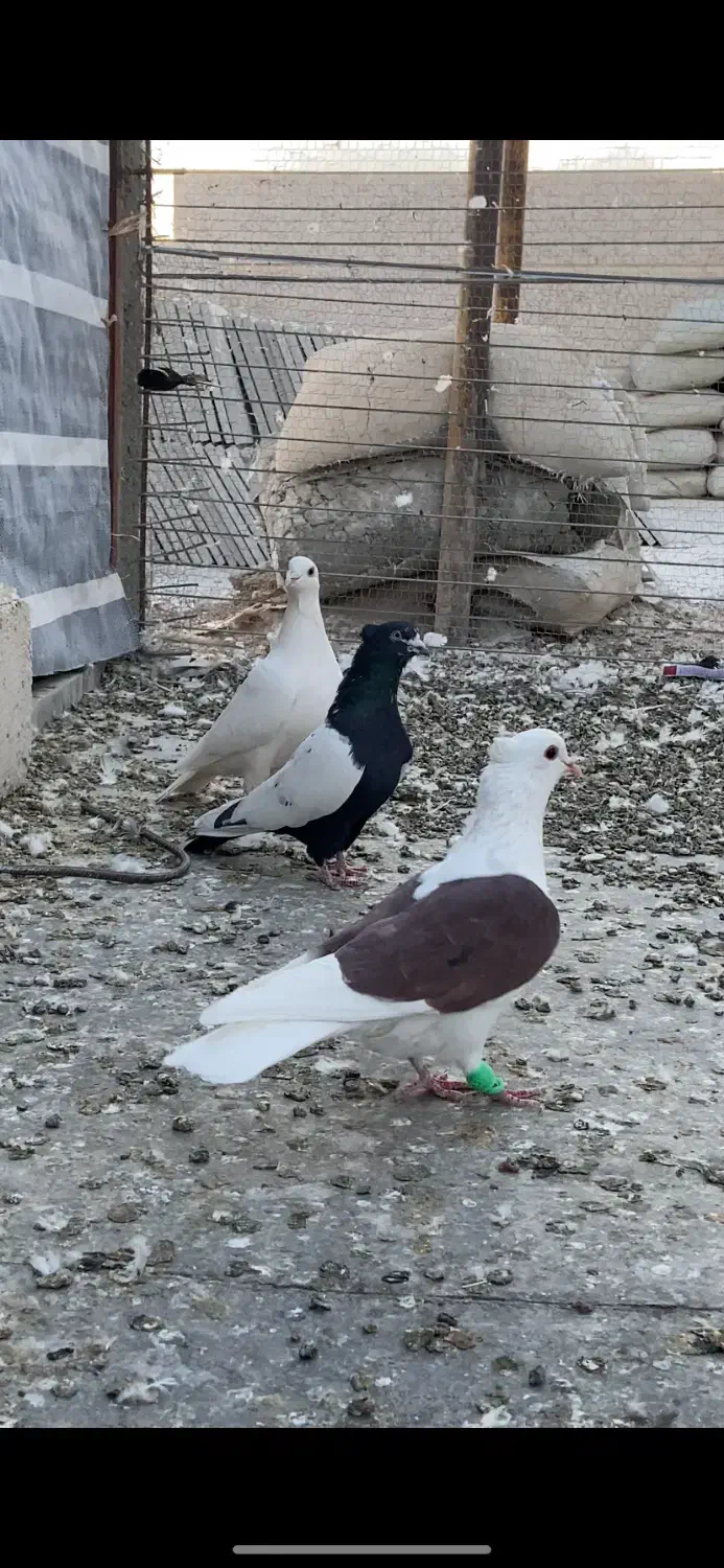 سه تا غریبگیری نر|پرنده|تاکستان, |دیوار