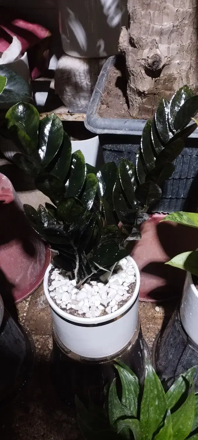 گل طبیعی|گل و گیاه طبیعی|نیشابور, گنبد سبز|دیوار