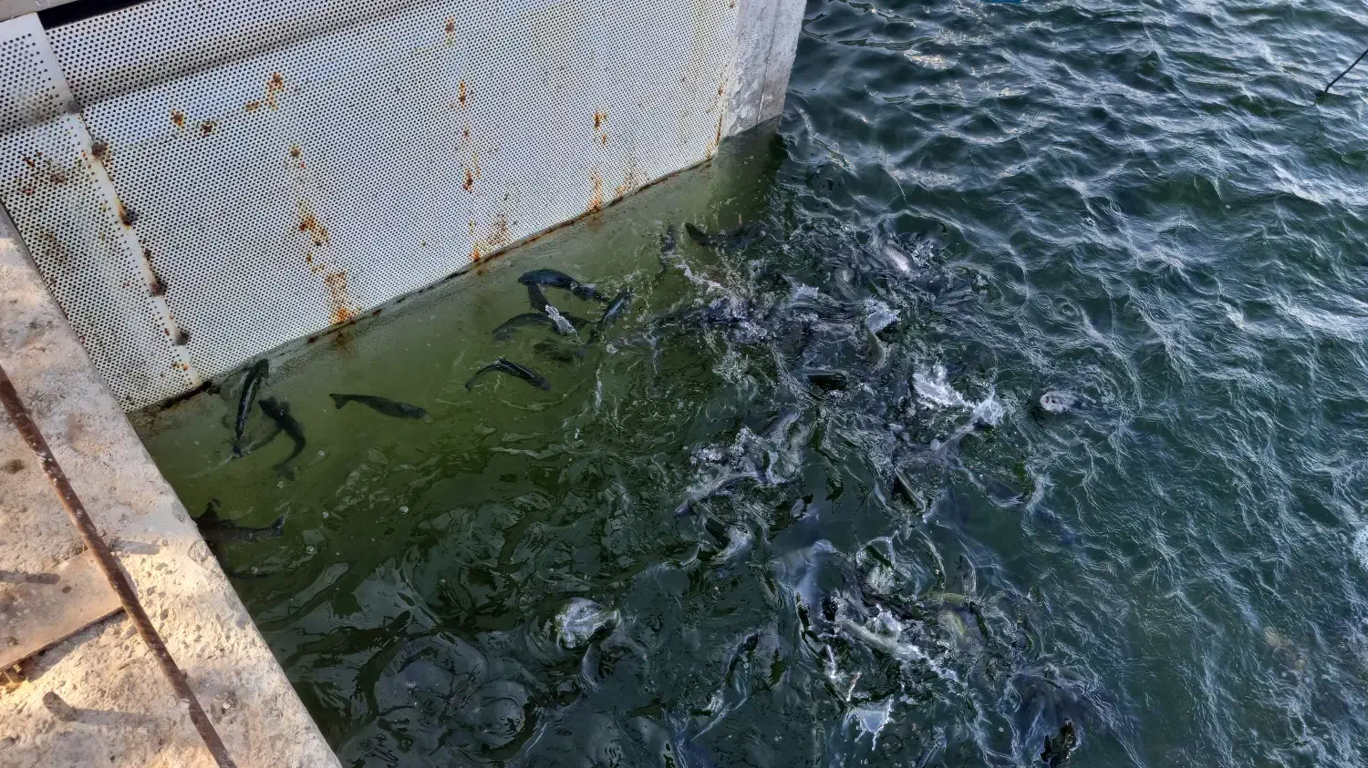 ماهی قزل آلا|ماهی|اقلید, |دیوار