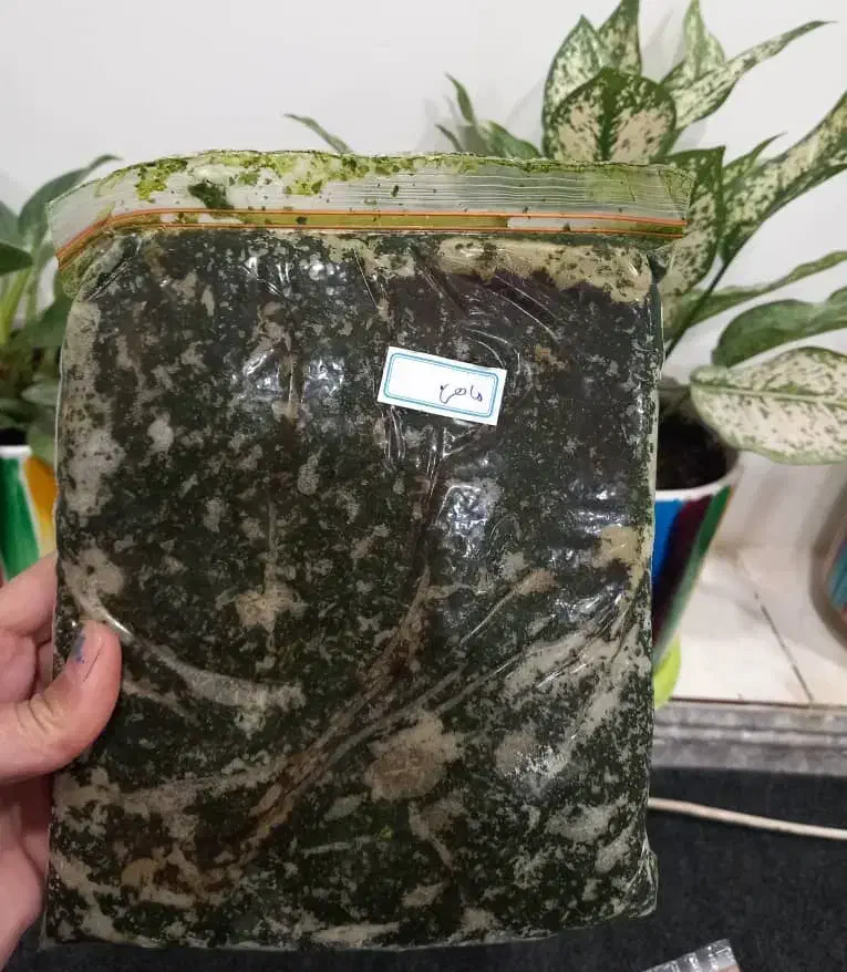 سبزی|عمدهفروشی|بهبهان, |دیوار